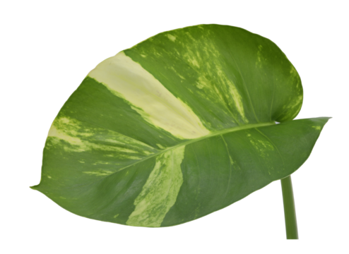 Spotted betel leaf on transparent background