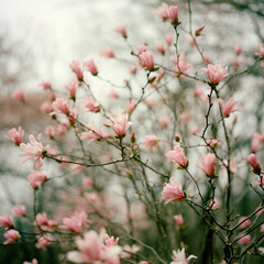 Magnolia flowers in bloom in springtime