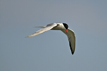 Common tern // Flussseeschwalbe (Sterna hirundo)