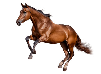 Portrait of a horse isolated on white background, Transparent cutout