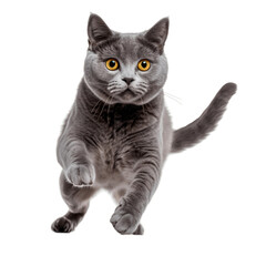Cute British Shorthair cat playing and ready to jump. Transparent cutout