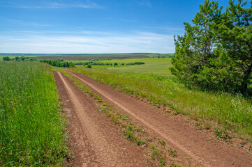 Fototapeta na wymiar summer landscape, dirt road from black soil, blue cloudless sky, green wheat, a walk along the European part of the earth