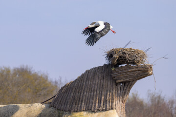 A White Stork taking off a nest on the roof of a hut