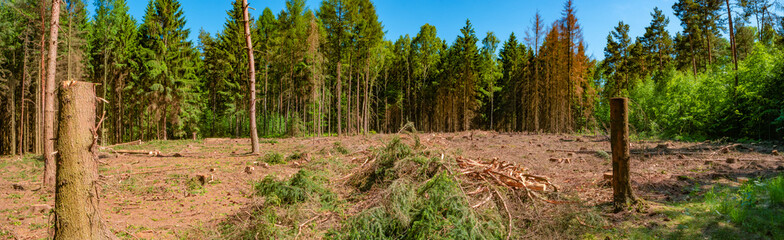 Dead and cut spruce forest, with spruce trees infested with bark eating beetles in the national...