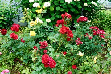 beautiful red, yellow, burgundy rose bushes in the autumn evening city flowerbed. background for designer, artist, screensaver, desktop, wallpaper