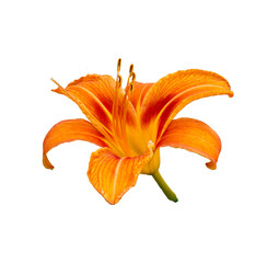 orange lily isolated on white - obrazy, fototapety, plakaty