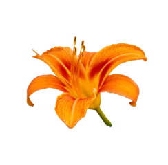  orange lily isolated on white © Eky Epsa