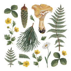 Hand painted acrylic botanical illustrations of forest nature. Cottegecore style. Perfect for prints, home textile, packaging design, posters, stationery and other goods - 612875832