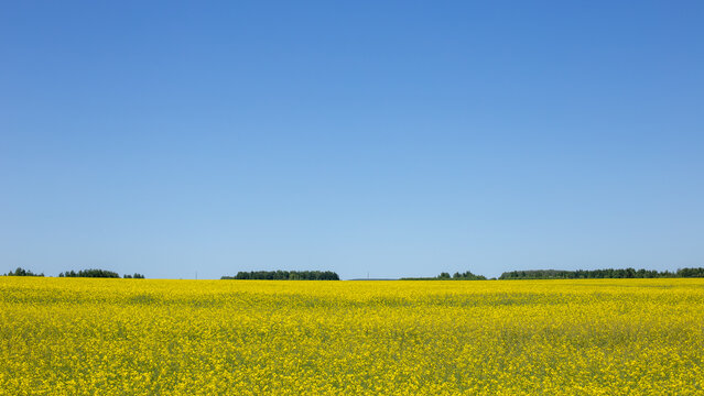 Rapeseed field in spring, yellow flowers under a clear and blue sky