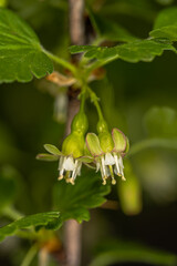 European Gooseberry (Ribes uva-crispa) Flowers