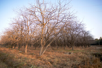 Square row of trees in autumn landscape