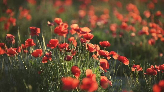 Baile de amapolas por el viento al atardecer en un prado verde durante los primeros d&iacute;as de Junio.