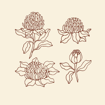 Hand drawn waratah flower illustration