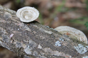 fungus on a tree