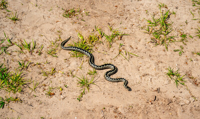 Close up of European adder or common European viper (Vipera berus)
