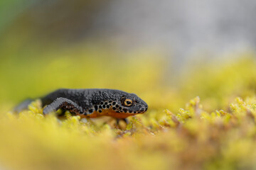 Wrapped by lichens, the Alpine newt male (Ichthyosaura alpestris)