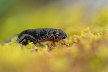 Wrapped by lichens, the Alpine newt male (Ichthyosaura alpestris)