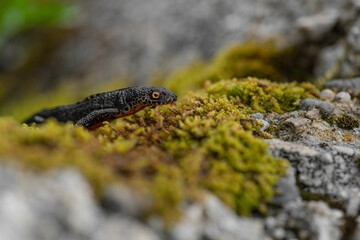 On lichens, the Alpine newt male (Ichthyosaura alpestris)