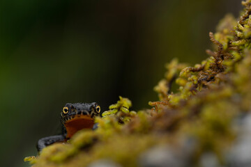 At twilight, the hypnotic gaze of Alpine newt (Ichthyosaura alpestris)