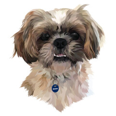 shih tzu dog