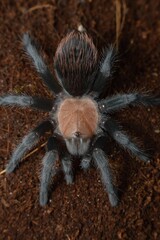 Brachypelma albiceps - MEXICAN GOLDEN RED RUMP