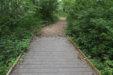 The trail has a wooden boardwalk as it approaches the forest. 