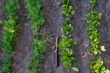 Young dill and sorrel are planted in rows on a loose and weathered bed, a garden hoe with teeth lies on the ground. The concept of growing fresh herbs and vegetables, caring for the beds