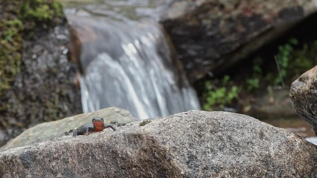 The Alpine newt with waterfall on background (Ichthyosaura alpestris)