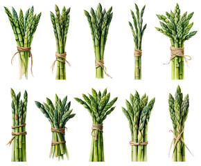 Watercolor asparagus set. Generative Ai