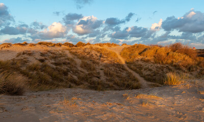 Wind blowing through dune grasses in the sand dunes by a beach at sunset, North Sea, West Flanders, Belgium.