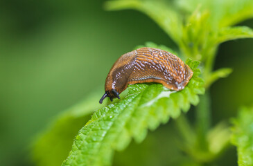 Slug animal on nettle plant with blured background. Macro photo