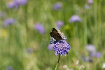 Small Tortoiseshell Butterfly (Aglais urticae) sitting on a small scabious in Zurich, Switzerland