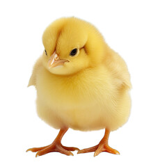 Obraz premium a yellow chick