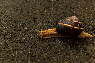 A large snail in a shell crawls on the road, a summer day after the rain