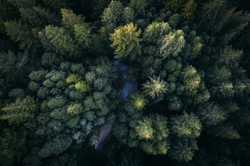 A drone shot of a curve in a road among coniferous trees