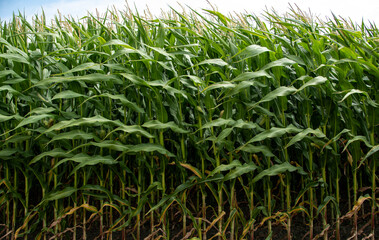 Corn fields Lummi Nation reservation, near Bellingham