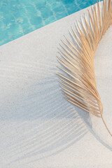 Palm leaf with shadow in sunlight by a swimming pool