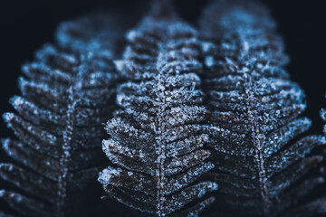 Frost auf blättern