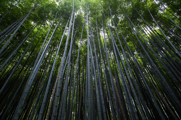 View of bamboo trees