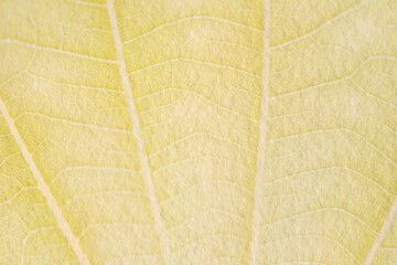 Yellow leaf pattern textured backdrop