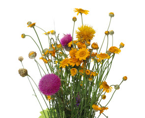 Thistle flower and yellow field flowers isolated on white