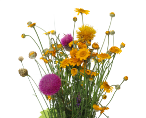 Thistle flower and yellow field flowers isolated on white