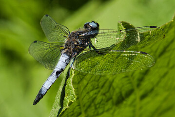 dragonfly on a leaf
