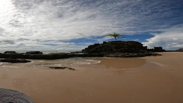 Lone coconut tree at the beach	