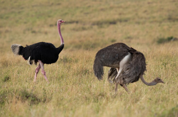 Fototapeta premium A pair of Ostrich in the Masai Mara grassland, Kenya