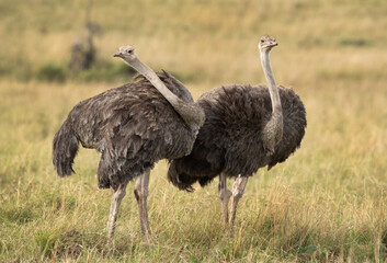 Female Ostrichs in the Masai Mara grassland, Kenya