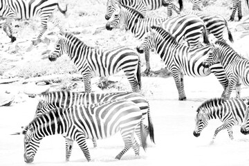 Fototapeta na wymiar A herd of Highkey image of zebras at Masai Mara, Kenya