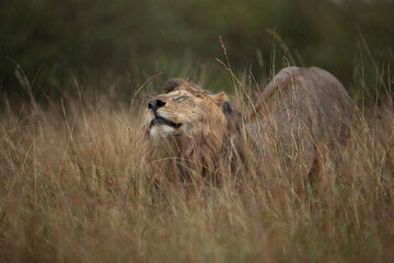 Closeup of a Lion with streaks of rain drops at Masai Mara, Kenya