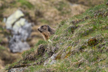 a marmot, marmota marmota, to his cave on the mountains in the national park hohe tauern in austria, at a summer day