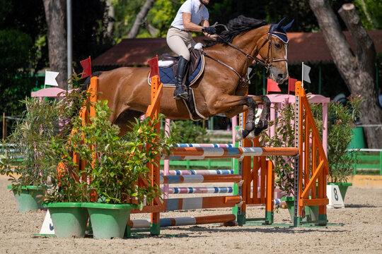 Show jumping competition on horseback. Horse Jumping, Equestrian Sports, Show Jumping themed photo.
